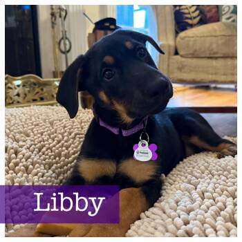 Rottweiler and Black Labrador Retriever Dogs Available for Adoption - Libby | PetCurious