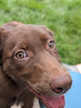 Ducky -  Border Collie Dog for Adoption in Millcreek, Utah - Ducky | PetCurious
