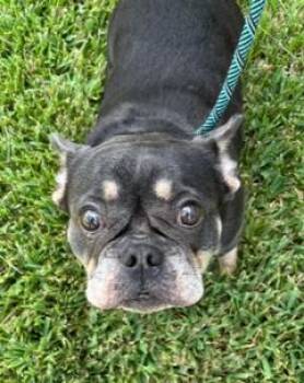 Vicki -  French Bulldog Dog for Adoption in Wekiwa Springs, Florida - Vicki | PetCurious