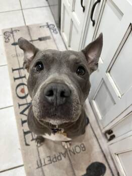 Rescue Pit Bull Terrier Dogs for Adoption in Tulsa, Oklahoma - ANDREEA | PetCurious