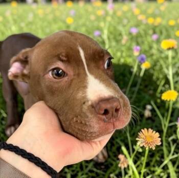 Terrier and Pit Bull Terrier Dogs Available for Adoption in Elyria, Ohio - Mikey | PetCurious
