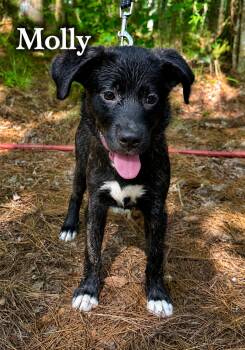 Molly -  Labrador Retriever Dog for Adoption in Carmel Hamlet, New York - Molly | PetCurious