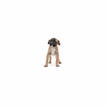 Taylor Suarez -  Mixed Breed Dog for Adoption in Los Angeles, California - Taylor Suarez | PetCurious