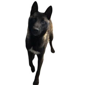 Belgian Shepherd Malinois Dogs Available for Adoption - Cecil | PetCurious