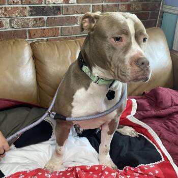 Mixed Breed Dogs Available for Adoption in Savannah, Georgia - Mrs. Marcia Coweta | PetCurious