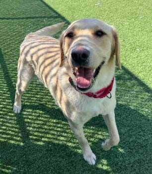 Labrador Retriever Dogs Available for Adoption in Long Beach, New York - Hula | PetCurious