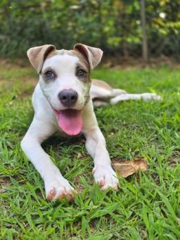 Buffet -  Mixed Breed Dog for Adoption in Chamblee, Georgia - Buffet | PetCurious