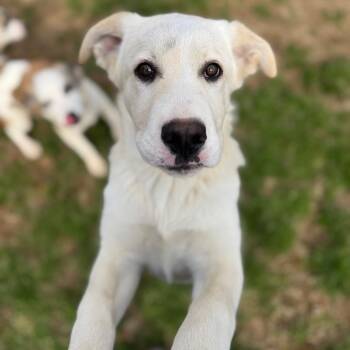 Great Pyrenees and Mixed Breed Dogs Available for Adoption - Mardi Gras | PetCurious