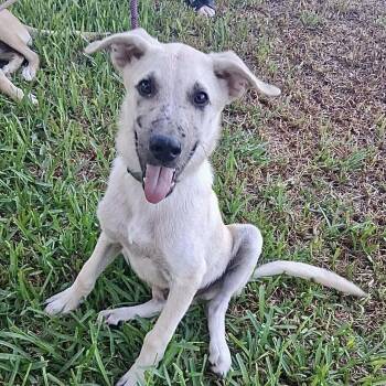 Flaxen -  Australian Shepherd Dog for Adoption in Austin, Texas - Flaxen | PetCurious