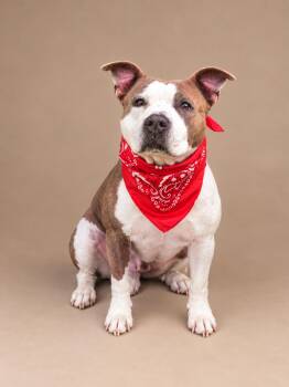 Nellie -  American Staffordshire Terrier Dog for Adoption in Oak Point, Texas - Nellie | PetCurious