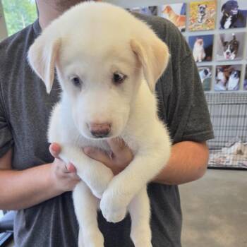 Jose -  Shepherd and Mixed Breed Dog for Adoption in Marshall, Texas - Jose | PetCurious