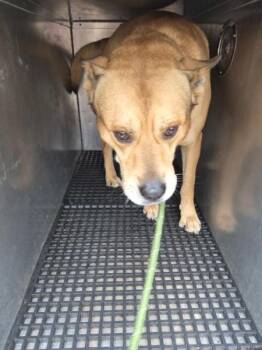 Shepherd Dogs Available for Adoption - Pen 102c Neo | PetCurious