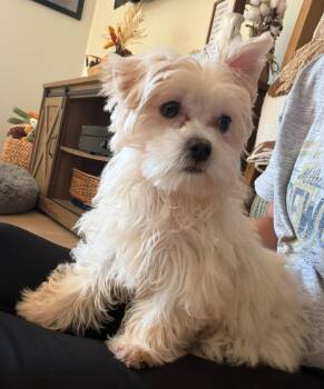 Ellie -  Maltese Dog for Adoption in Grafton, Wisconsin - Ellie | PetCurious