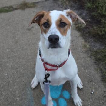 Mixed Breed Dogs Available for Adoption - Star Crunch | PetCurious