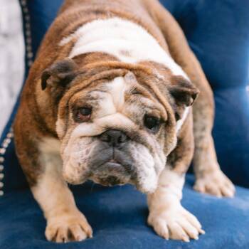 English Bulldog Dogs Available for Adoption in Zionsville, Indiana - Grace | PetCurious