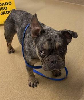 ASTRID -  French Bulldog Dog for Adoption in Hayward, California - ASTRID | PetCurious