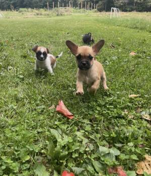 Mario -  Brussels Griffon Dog for Adoption in Cleveland, Ohio - Mario | PetCurious