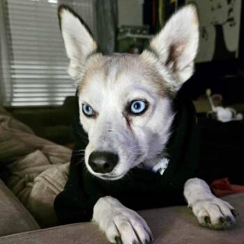 Rescue Chihuahua and Husky Dogs for Adoption in Warren, Rhode Island - Misha | PetCurious