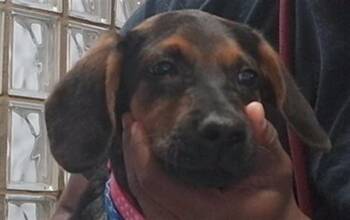 DIAL -  Rhodesian Ridgeback and Mixed Breed Dog for Adoption - DIAL | PetCurious
