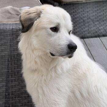 Great Pyrenees Dogs Available for Adoption in Tunica, Mississippi - Spruce | PetCurious