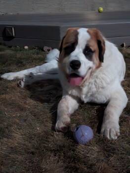Rescue Saint Bernard Dogs for Adoption in Edmonton, Alberta - Aries | PetCurious