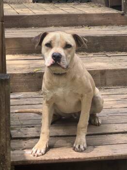 Pit Bull Terrier and Mixed Breed Dogs Available for Adoption in Aiken, South Carolina - Cannon | PetCurious