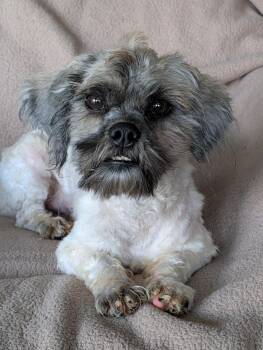 Ricardo -  Shih Poo Dog for Adoption in Baton Rouge, Louisiana - Ricardo | PetCurious