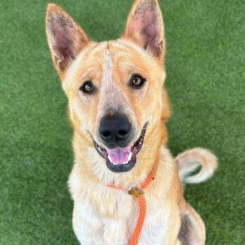 Rescue Canaan Dog and Mixed Breed Dogs for Adoption in Camarillo, California - SAM | PetCurious