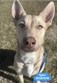 Rescue Shepherd Dogs for Adoption in Bethel, Vermont - Tyler | PetCurious