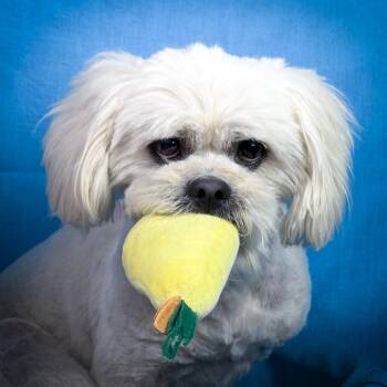 Jett -  Shih Poo Dog for Adoption in Hondo, Texas - Jett | PetCurious