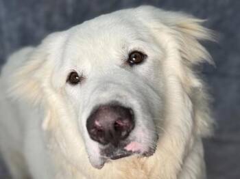 Maremma Sheepdog Dogs Available for Adoption in Portland, Oregon - Aries | PetCurious