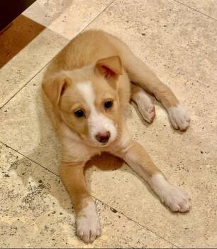 Lexus -  Border Collie Dog for Adoption in West Palm Beach, Florida - Lexus | PetCurious
