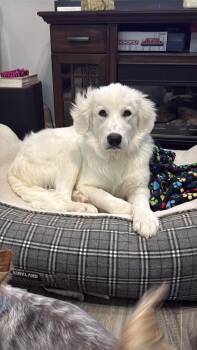 Skyland -  Great Pyrenees Dog for Adoption in Mcallen, Texas - Skyland | PetCurious