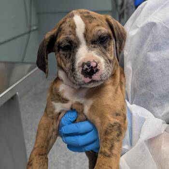 Catahoula Leopard Dog Dogs Available for Adoption in Greenville, South Carolina - Ocean | PetCurious