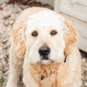 Mixed Breed Dogs Available for Adoption - Clara | PetCurious