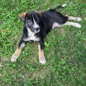 Halen -  Mixed Breed Dog for Adoption in Breese, Illinois - Halen | PetCurious