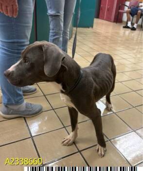 KRAMER -  Mixed Breed Dog for Adoption in West Palm Beach, Florida - KRAMER | PetCurious