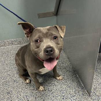 American Staffordshire Terrier Dogs Available for Adoption in Greenville, South Carolina - Baby | PetCurious