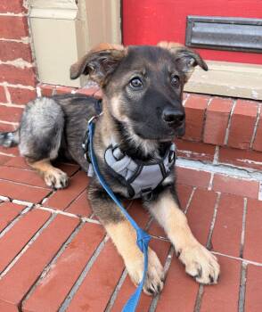German Shepherd Dog and Collie Dogs Available for Adoption - Osa | PetCurious