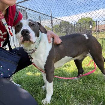 Bliss -  Mixed Breed Dog for Adoption in Wheeling, Illinois - Bliss | PetCurious