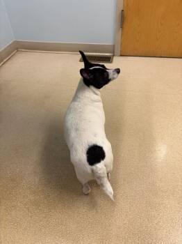 Chihuahua and Rat Terrier Dogs Available for Adoption - Trix | PetCurious