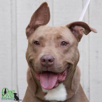 American Bulldog and Mixed Breed Dogs Available for Adoption in Wilmington Island, Georgia - Gladys | PetCurious