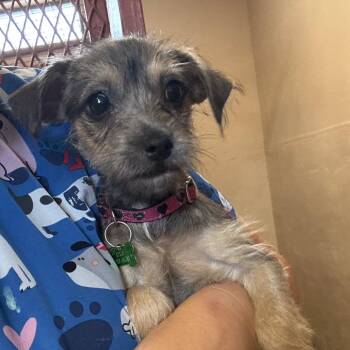 Sweet Pea -  Chihuahua and Brussels Griffon Dog for Adoption in Hondo, Texas - Sweet Pea | PetCurious