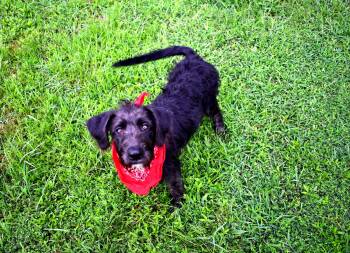Rescue Labradoodle Dogs for Adoption in Muldrow, Oklahoma - Remi | PetCurious