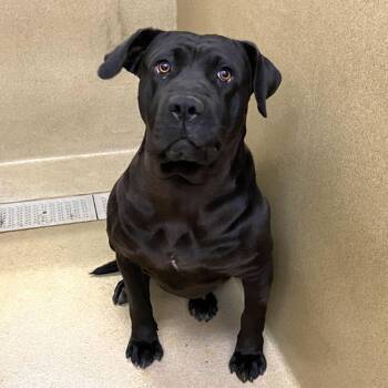 Mastiff Dogs Available for Adoption in Monroe, Georgia - Montana  | PetCurious