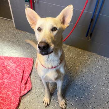 TUSC-Stray-85170 -  Shepherd Dog for Adoption in Tuscaloosa, Alabama - TUSC-Stray-85170 | PetCurious