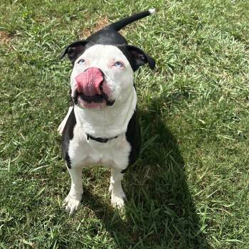 Boy Blue -  American Staffordshire Terrier Dog for Adoption in Houston, Texas - Boy Blue | PetCurious