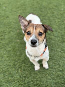 LINCOLIN -  Chihuahua Dog for Adoption in San Francisco, California - LINCOLIN | PetCurious