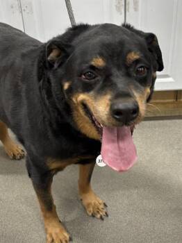 Rottweiler Dogs Available for Adoption - APOLLO | PetCurious