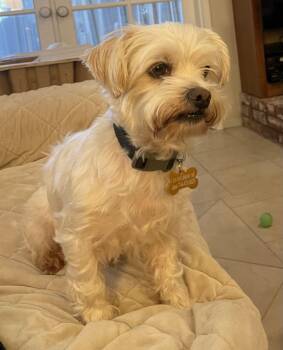 whisky available for adoption -  Maltese Dog for Adoption in Tustin, California - Whisky Available For Adoption | PetCurious